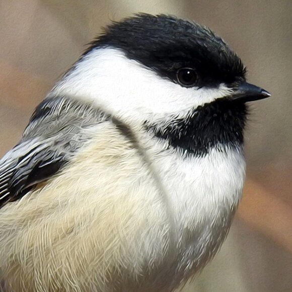 20x30 Black-capped Chickadee Cute‎ Fluffy Bird Oil Painting Art Poster - Picture 3 of 3